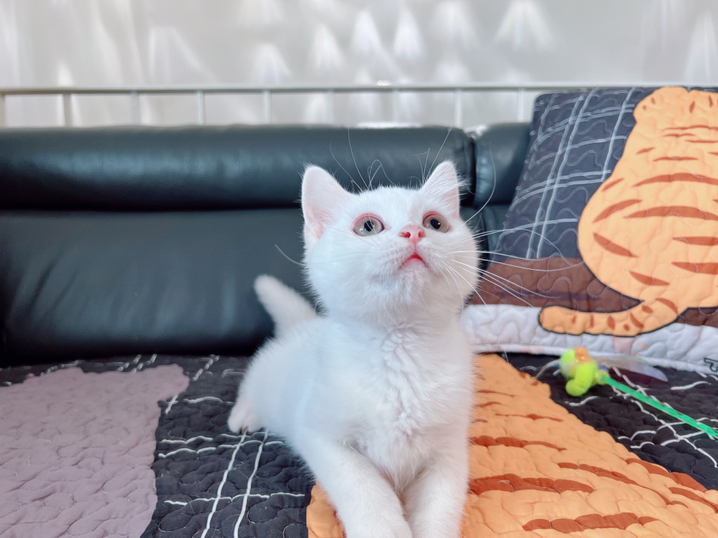 Pedigree Munchkin kitten