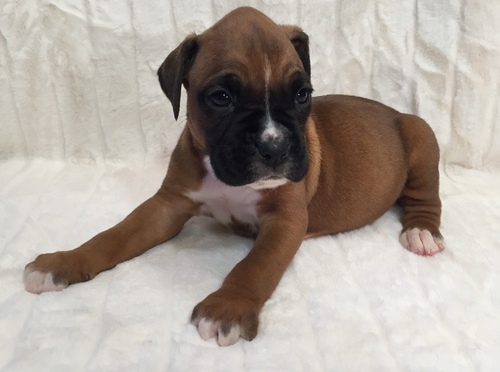 Vaccinated Boxer Puppies