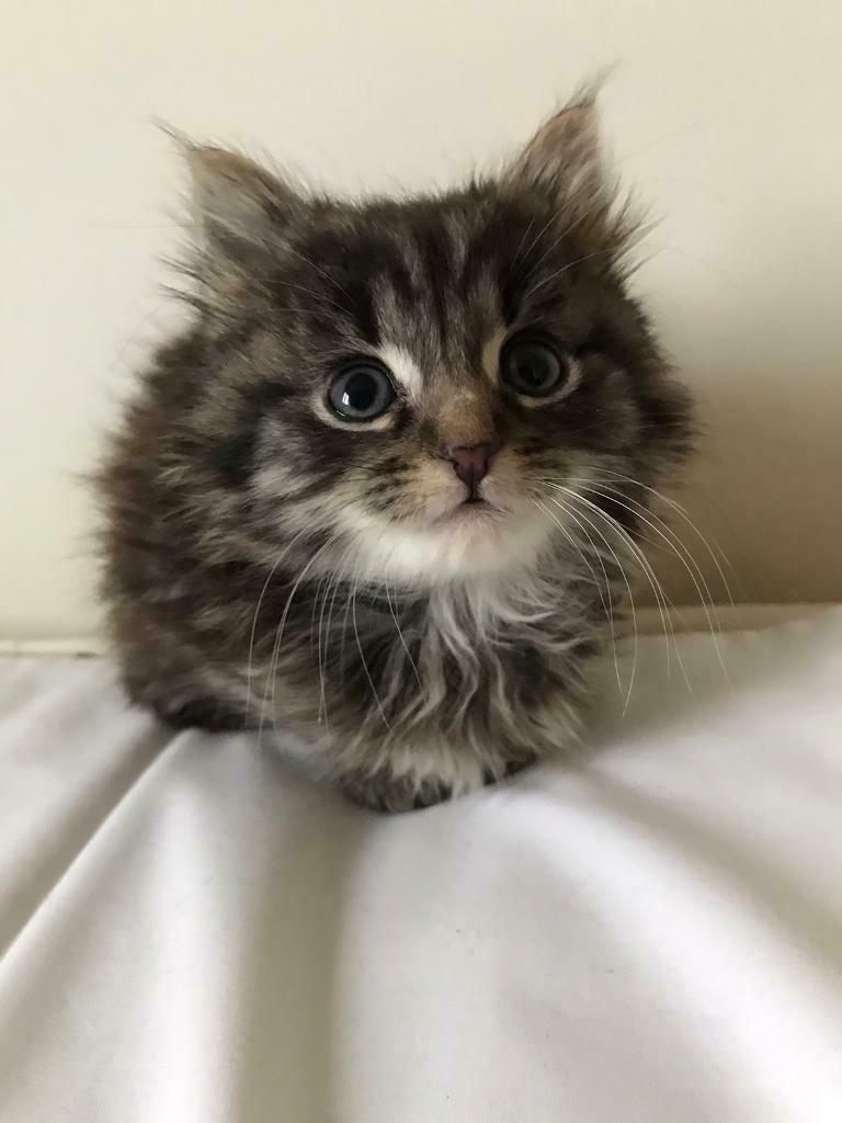 Pedigree Charming Maine coon Kittens