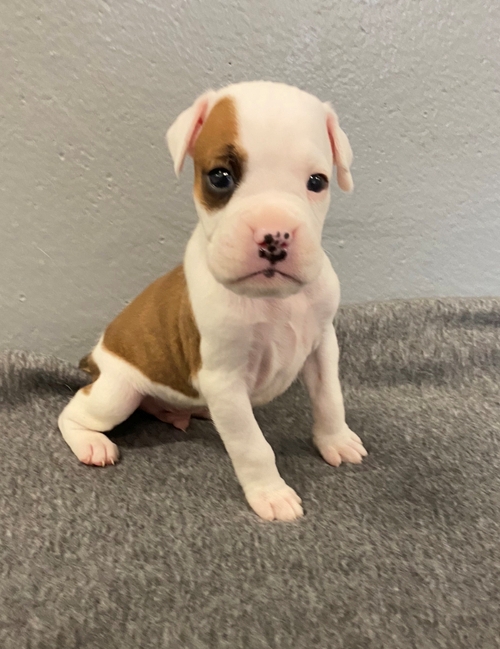 Vaccinated Boxer Puppies