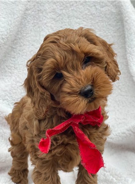 Cockapoo puppy available