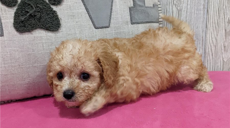 Cavachon puppies