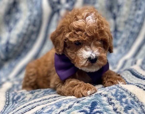 Cockapoo puppy available