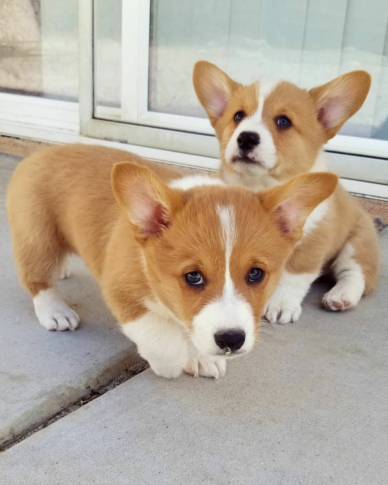 Welsh Corgi Pembroke puppies