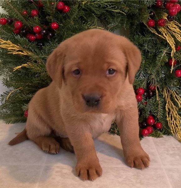 healthy 3 months Labrador puppies