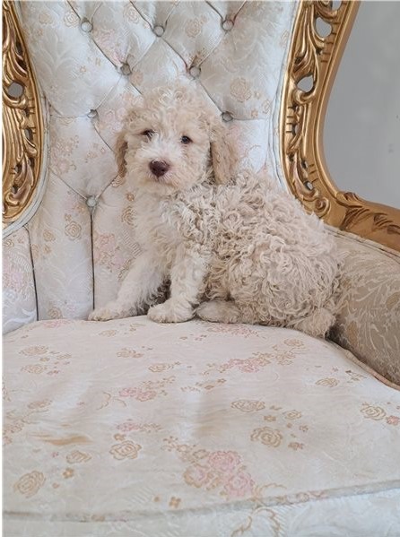 Lagotto Romagnolo puppies