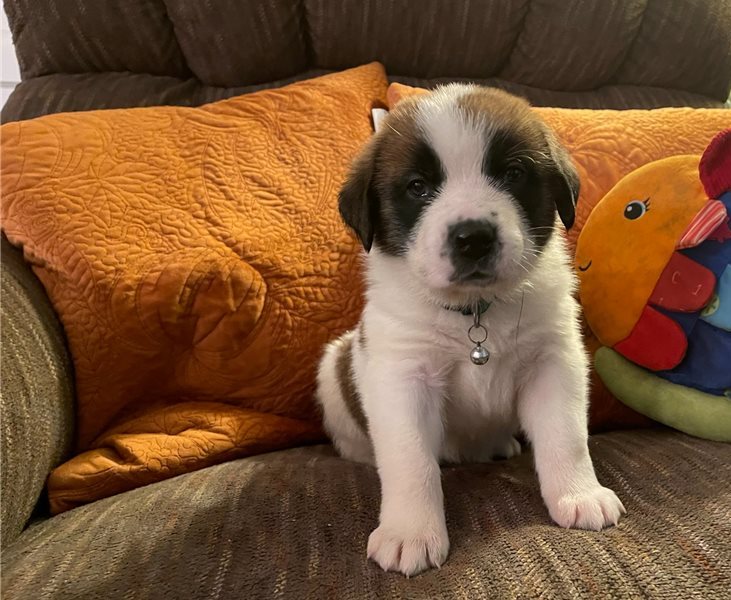 Saint Bernard puppies