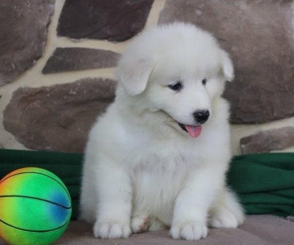 Samoyed puppies ready