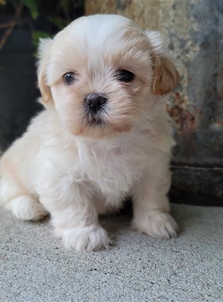 shih tzu puppy available