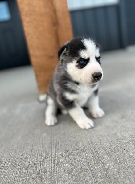 Siberian husky puppy