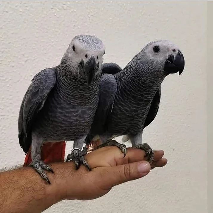 AFRICAN GREY PARROTS