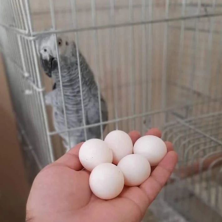 Parrot eggs