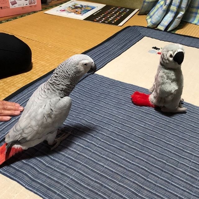 EXTREMELY TAMED COCKATIEL READY FOR RE HOME