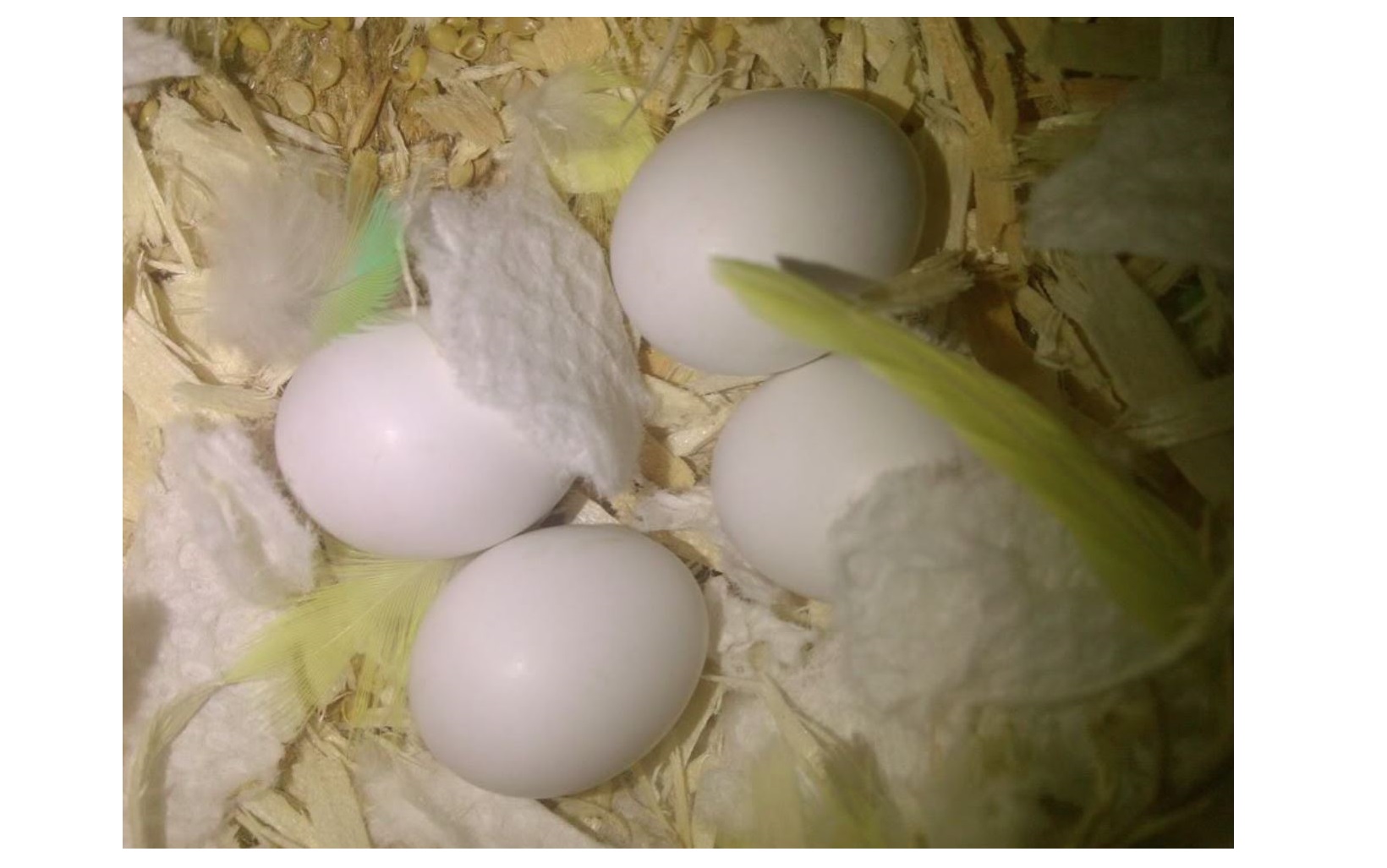 Cockatiel Parrot Eggs For Sale WHATSAPP +63 9671181501