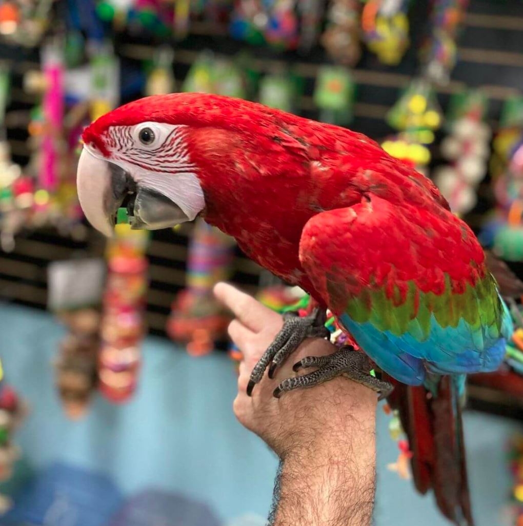 Awesome Scarlet Macaw