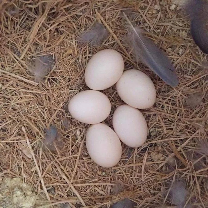 All Species Of Macaws Parrot Eggs