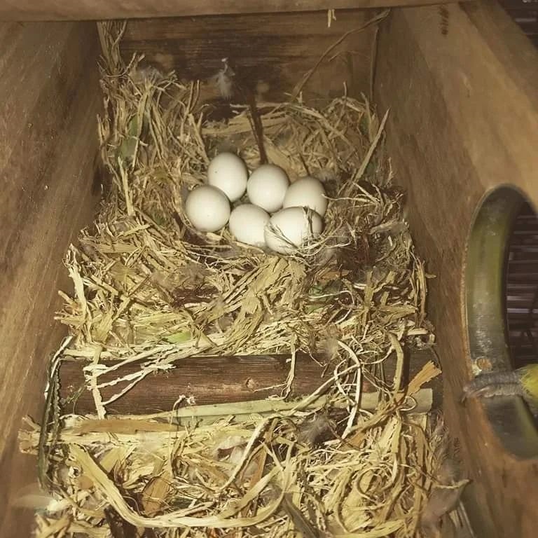 Parrot Eggs Available WHATSAPP +63 9671181501