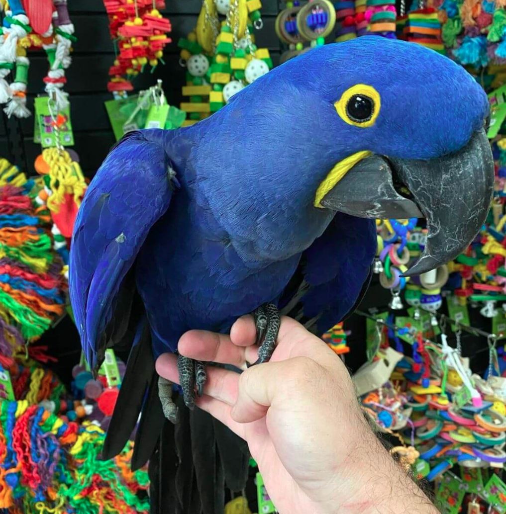 PLAYFUL HYACINTH MACAW AVAILABLE