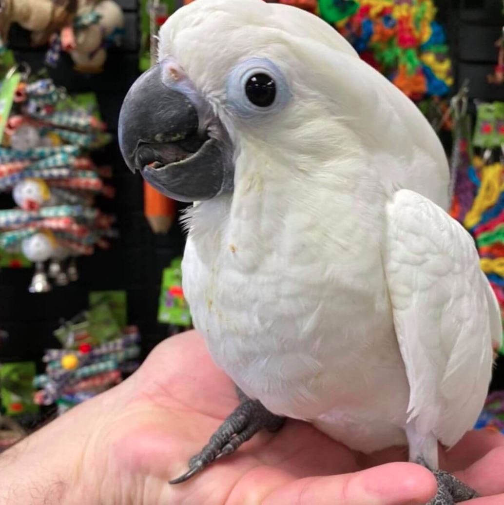 UMBRELLA COCKATOO PARROTS READY FOR NEW HOMES